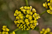 Wellfleet Bay Wildlife Sanctuary 1
