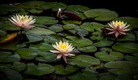 _MG_9576-Edit