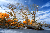 _DSC0191