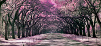 _MG_1615-Edit