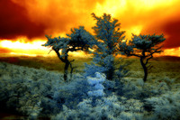 _IR70701-Edit-3
