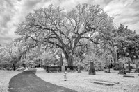 Magnolia Cemetery 2