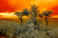 _IR70701