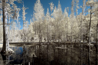 Cypress Gardens 3