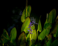 _MG_9586-Edit