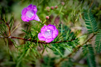 _C7A6383_Nik_Nik_DxO