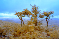 _IR70701-Edit