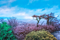 _IR70683-Edit
