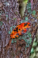 _C7A6435_Nik_DxO